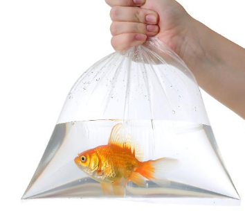 Goldfish in a bag